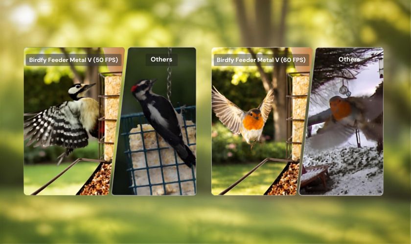 imágenes de aves
