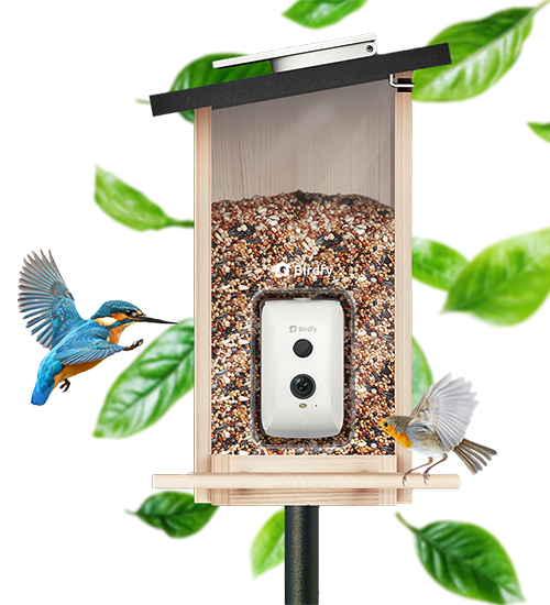 Birdfy