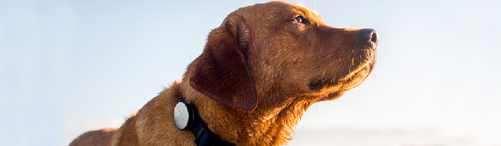 Blog - The smart Invoxia collar for your dog
